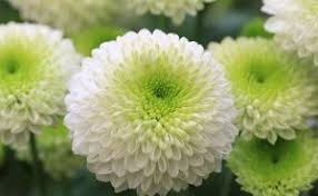 Warna, bentuk, dan rasanya juga baca juga: 4 Jenis Flora Di Jepang Serta Fungsi Dan Persebarannya Ilmugeografi Com