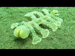 Image result for Melinis ambigua