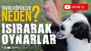 yavru kopekler neden isirarak oynarlar youtube