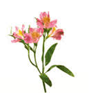 Maybe you would like to learn more about one of these? Flower Glossary View Names Images Of Flowers Teleflora