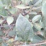 Image result for Grewia monticola