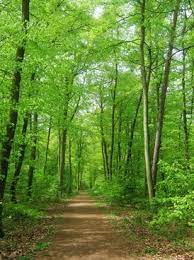 Find and download nature background pictures on pikwizard. Tordenvejr At Tilpasse Sig Saucer Background Tree Nature Forfaerde Afslag Materialisme