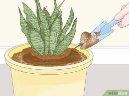 I've been watering when a wood skewer shows the top half of the soil is dry, lately every 10 days or so. 3 Ways To Get Rid Of Mold On Houseplants Wikihow