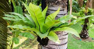 Birds Nest Fern Safe For Cats Bird Nest Asplenium Growing On A Palm Tree Bird Nest Fern Ferns Care Plants