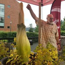 Merrimack flower shop is a local family owned flower shop since 1969. A Rare 17 Year Old Corpse Flower Is Blooming In Vancouver Portland Monthly