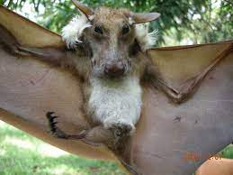 The orkin man is the pest control expert. Buettikofer S Epauletted Fruit Bat Encyclopedia Of Life