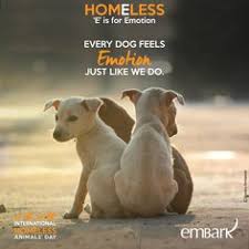 It's international pet day and we want to spoil your pets rotten! International Homeless Animals Day Is Observed On The Third Saturday In August Animals Pet Day Pet Holiday