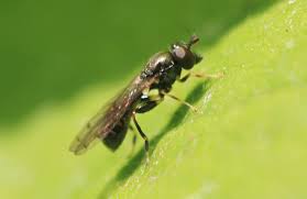 Image result for Neobolusia