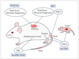 IJMS | Free Full-Text | Mouse Models for HTLV-1 Infection and Adult T Cell  Leukemia