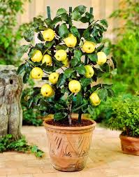 Easy tips and tricks to guarantee you success with your potted fruit trees. 14 Best Fruits To Grow In Pots Fruits For Containers