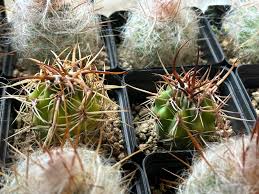 Image result for Cyanotis caespitosa