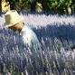 Lavender Harvest Festival 2026 event image