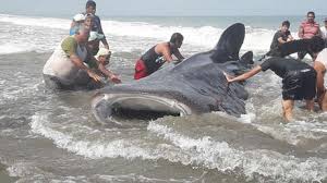 Comment must not exceed 1000 characters. Pescadores Y Banistas Devolvieron Al Mar A Tiburon Ballena Encallada En Costa De Ecuador Video Rt