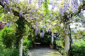 Könnten sie sich einen garten und eine mauer ohne pflanzen vorstellen? Die 10 Schonsten Kletterpflanzen Fur Pergolas Und Terrassen Gartenzeitung Com