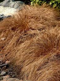 New zealand in origin, it is often used en masse in public space plantings. Laiche Bronze Form Carex Comans Le Jardin Du Pic Vert