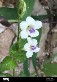 Image result for Asystasia intrusa