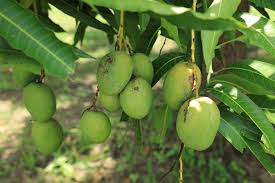 Akan tetapi apabila mengungkapkan perkataan buah mangga. 8 Tips Membuat Pohon Mangga Berbuah Lebat Di Rumah Rumah Com
