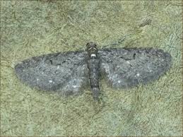 Image result for Eupithecia tripunctaria