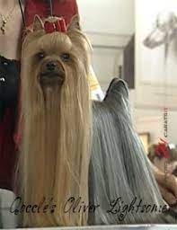 Some yorkies remain black even in adulthood. Yorkshire Terrier