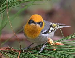 Birds Of Southern Arizona Olive Warbler Southern Arizona And New Mexico South Through Mexico To Nicaragua Arizona Birds Pet Birds Birds
