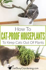 How To Keep Cats Out Of Houseplants Get Busy Gardening In 2021 Houseplants Cat Proofing Plant Covers