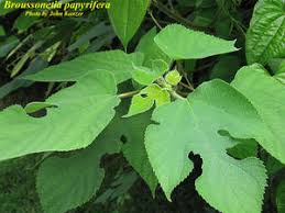 Image result for Broussonetia papyrifera
