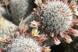 Then i'll lay down and draw, dots and lines in the sand, for the if the archers bows have broken, then i hope to god they know how to fight. Fish Hook Cactus Mammillaria Dioica Inaturalist