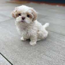 They are extremely smart and love to learn new tricks and meet new people. Available Puppies Blissful Shih Tzu Paradise