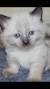 Siamese Russian Blue Munchkin Cat