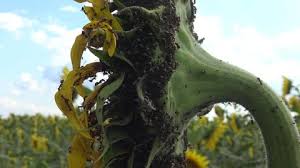 Aphids seem to find their way into every garden. Ants Collect Aphids On Sunflower Ukrain Stock Video Pond5