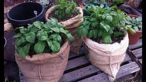 The Great Tater Experiment I Tried Growing Potatoes In My Pants In T Shirts Pillow Cases Garbage Planting Potatoes Growing Potatoes Growing Potatoes In Bags