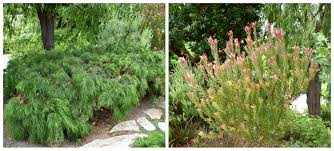 Image result for Carex cognata