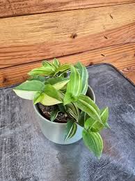 Image result for Tradescantia
