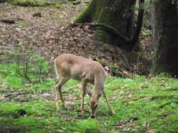 With 8,101 acres of dense forest, holly river is west virginia's second largest state park. Holly River Cabin Bild Von Holly River State Park Hacker Valley Tripadvisor