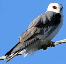 Black And White Birds In California Bird Species White Tailed Kite