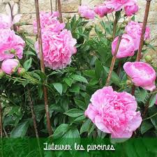 Les pivoines arbustives ou ligneuses sont originaires de chine et du japon. Les Pivoines Arbustives Et Herbacees Pour Le Jardin Conseil Jardin