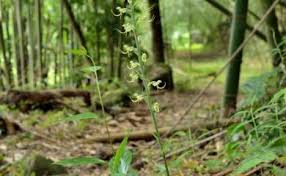 Image result for Habenaria tweedieae
