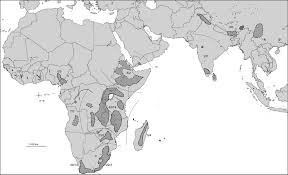 Image result for Satyrium sphaeranthum