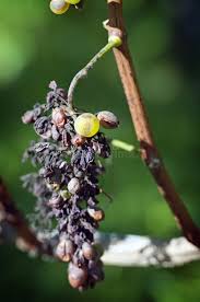 Image result for peronospora grapevine