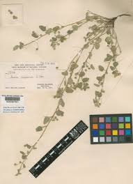 Image result for Sida javensis