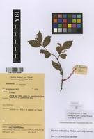 Image result for Rinorea angustifolia