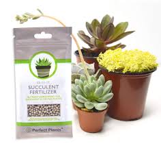 Read our guide here on using coffee grounds as fertilizer for the 12 types of succulents for outdoors: Amazon Com Succulent Fertilizer By Perfect Plants Light Rate Slow Release Formula For All Succulent And Cactus Types Garden Outdoor