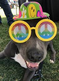 The pet alliance pet food pantry ensures that no loved and cared for animal goes hungry. Pet Food Drive For Pet Food Pantry Of Okc Metrofamily Magazine
