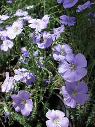 Image result for Linum