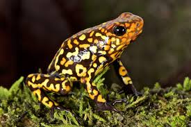 Image result for Fadogia fuchsioides