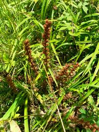 Image result for Orobanche minor