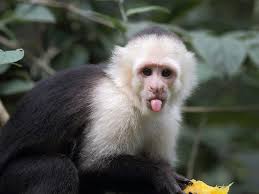 We did not find results for: Monkeys Outperform Humans When It Comes To Cognitive Flexibility Georgia State Study Finds Georgia State University News College Of Arts And Sciences Press Releases Research University Research