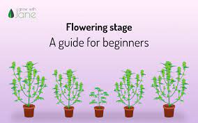 During this stage, the nutrient amounts provided should be gradually lowered and nitrogen should be virtually eliminated from the mix. Flowering Stage In Cannabis Plants A Guide For Beginners