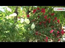 Begonvil Bougainvillea Yetistirmenin Puf Noktalari How To Care Bougainvillea English Cc Youtube Plants Herbs