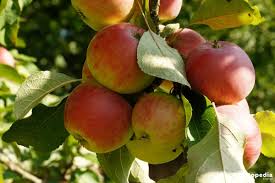 We did not find results for: When To Prune Apple Trees How To Prune An Apple Tree Plantopedia